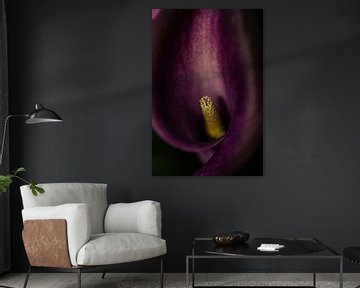 paarse bloem  von Jovas Fotografie