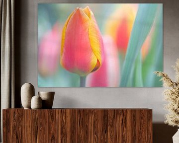 tulip by Jeannette Kliebisch