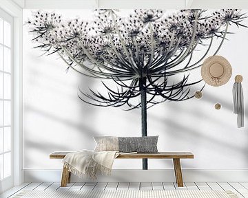 Carrot flowers by Martine Affre Eisenlohr