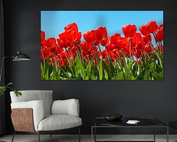 Rode tulpen, blauwe lucht van Jenco van Zalk