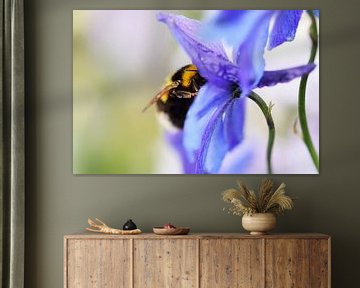 Hommel verzameld stuifmeel van Aafke's Art