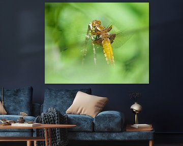 Viervlek libelle in Lelystad door het blad heen  van Bianca Fortuin