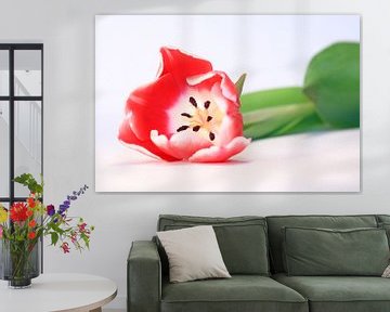 Roter Tulpe von MSP Canvas