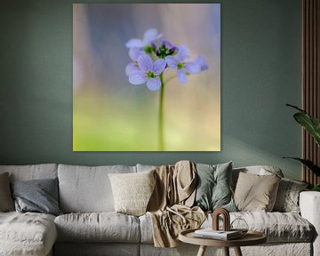 Pentecostal flower  (Cardamine pratensis)
