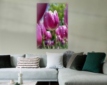 Purple tulips von Lindi Hartman