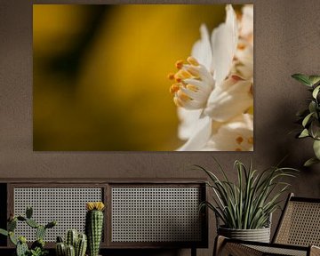 Macro opname van witte bloem op gele achtergrond van Danny Motshagen