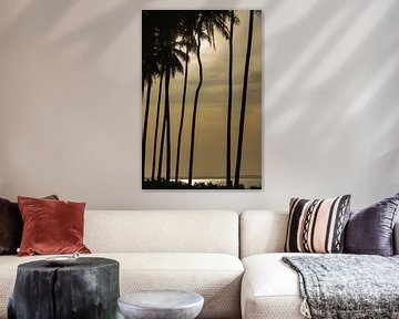 Palmbomen in silhouet