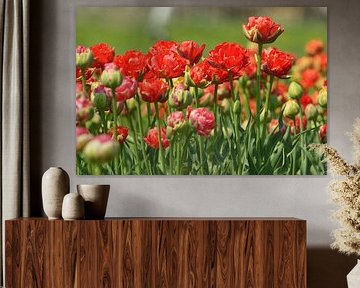 tulpen by Georges Hoeberechts