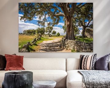 Cork oak  sur Anneke Hooijer