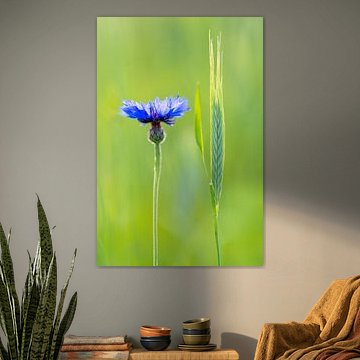 Korenbloem met rogge