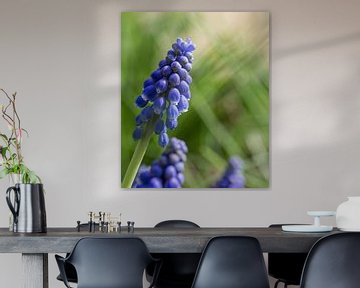 Blauwe bloemekes in de tuin van Ronald De Neve