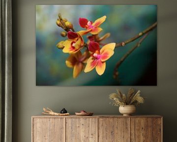 Butterfly Orchid by Jolanta Mayerberg