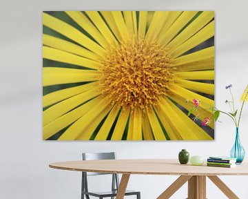 zon bloem van Andrea Meister