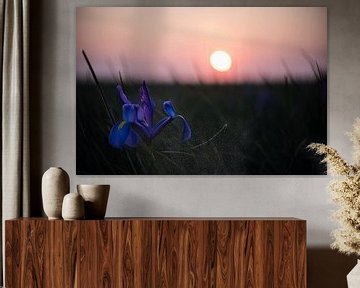 Iris veld met zonsondergang van ProPhoto Pictures