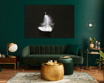 The beauty of a feather sur Mike Bot PhotographS