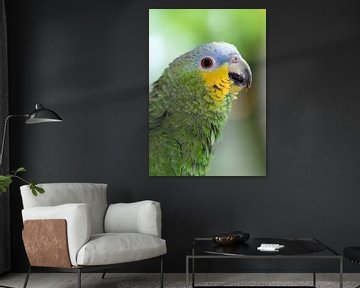 Amazone papegaai portret van Dennis van de Water