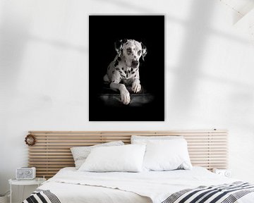 Honden Dalmatiër van Patrick Reymer