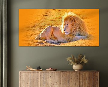 Lion Male 900 thula-art panorama van Barbara Fraatz