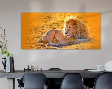 Lion Male 900 thula-art panorama by Barbara Fraatz