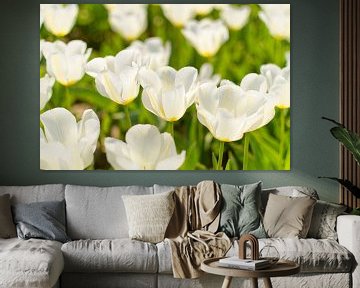 Tulipan biały sur Dawid Baniowski