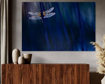 dragonfly in blue