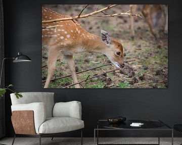 bambi in het bos