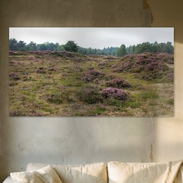 Heide landschap in Nederland