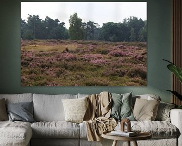 Heather landscape in the Netherlands sur michael meijer