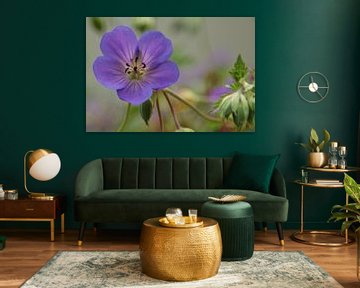 Blue geranium by Willeke Vrij