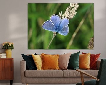  icarusblauwtje vlinder (Polyommatus icarus)  van michael meijer