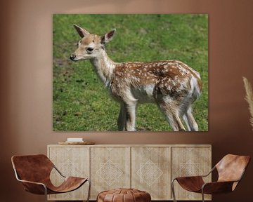 young Fallow deer (dama dama) sur michael meijer