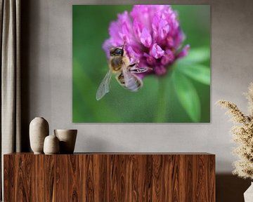 European honeybee (Apis mellifera) by michael meijer