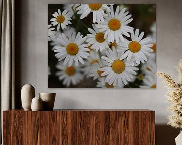 Close up of Oxeye daisy (Chrysanthemum leucanthemum) von michael meijer