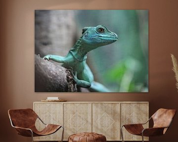 Plumed basilisk (basiliscus plumifrons) von michael meijer