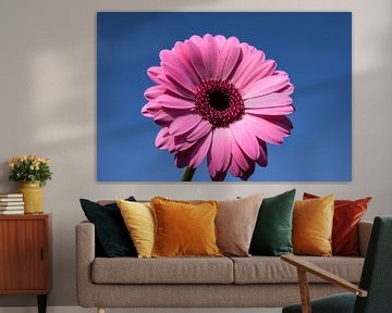 Roze gerbera by Angela Wouters