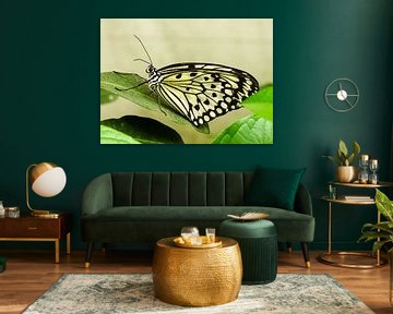 Butterfly by Marjo Kusters