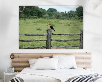 Toucan on wooden fence