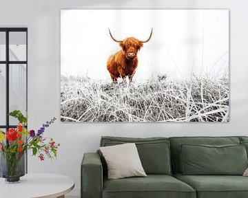Highland Cattle (Bos taurus) in frost covered meadow by AGAMI Photo Agency