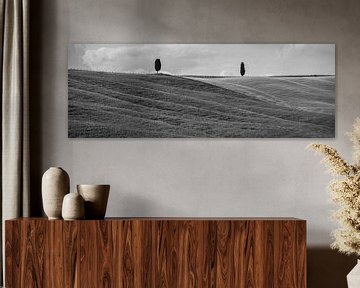 Monochrome Tuscany in 6x17 format, bomen in San Quirico D'Orcia