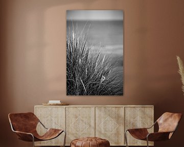 dune grass by Stephanie Prozee