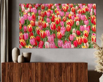 tulp rood roze van Marco Liberto