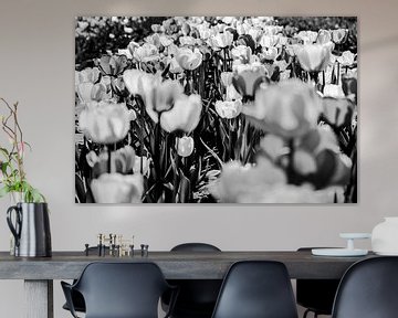 Monochrome Tulpen  von Norbert Sülzner