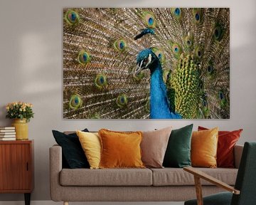 Pfau von MSP Canvas