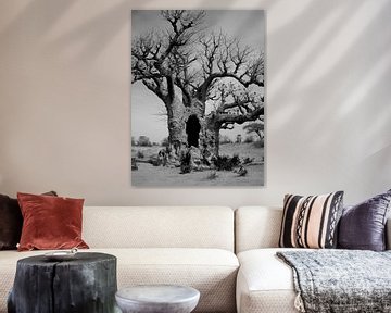 baobab b&w von joost vandepapeliere