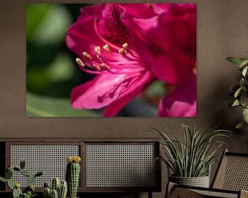 Rhododendron close-up