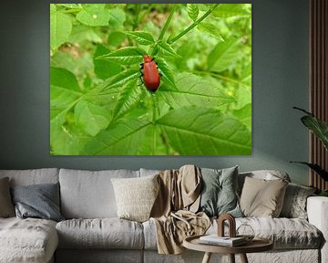 Tor by Kasper Radema