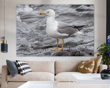 Yellow-legged Gull  by Rene Lenting