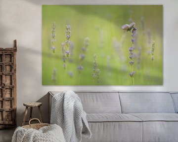 Lavendel Traum von Lia Hulsbeek Brinkman
