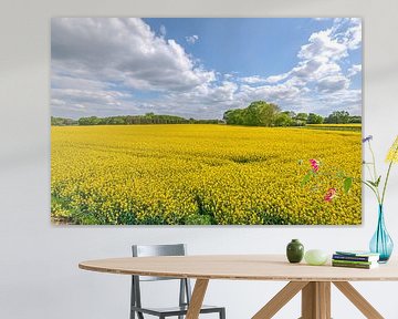Yellow flower field by Sophie Wils