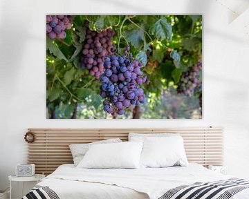 Ripe grapes in a vineyard by Erwin Blekkenhorst